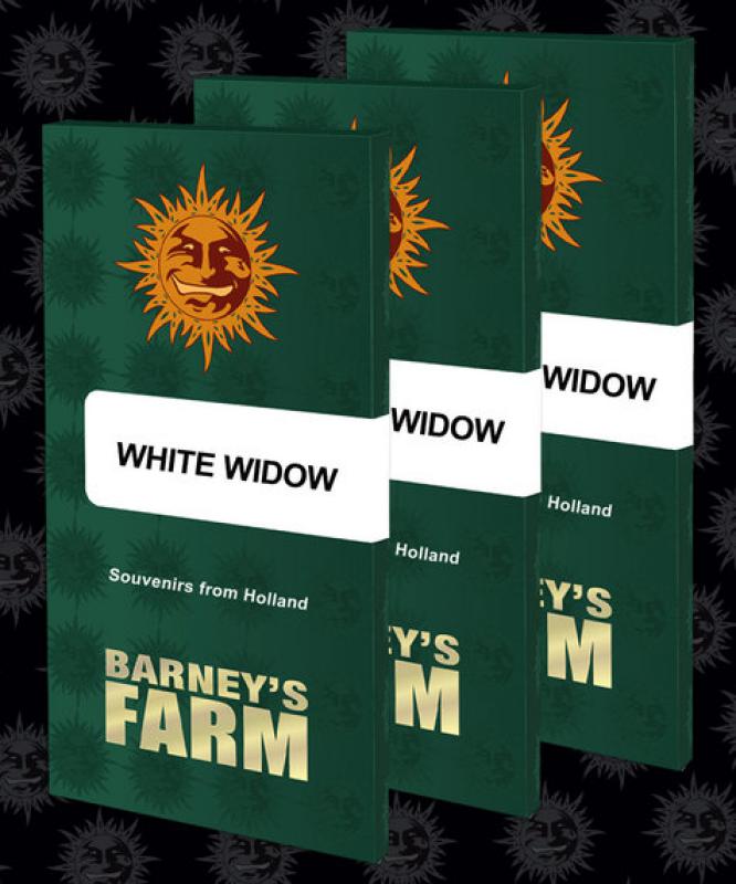 16163 - White Widow [BF] 5 Stück