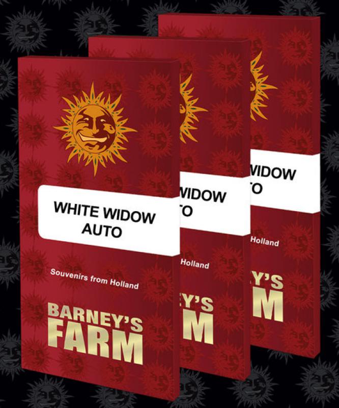 16164 - White Widow Auto [BF] 3 Stück