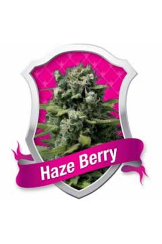 8049 - Haze Berry feminisiert 5 Stück